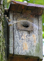 Nistkasten mit Spinnennest