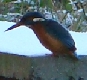 Eisvogel an der Rahlau