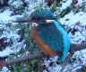 Eisvogel an dedr Rahlau