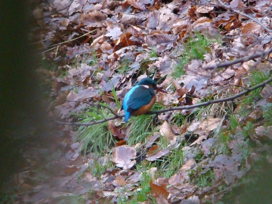 Eisvogel an der Rahlau in Hamburg