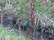 Eisvogel an der Rahlau in Hamburg
