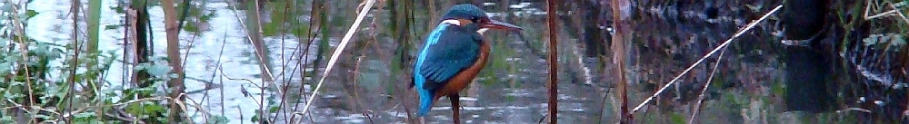 Eisvogel in Tonndorf an der Rahlau