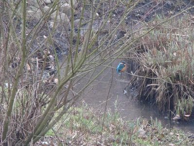 Eisvogel im Geb&uuml;sch am Sandfang der Rahlau