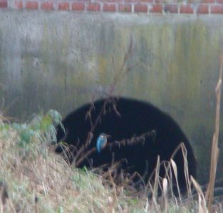 Eisvogel vor dem Durchla&szlig; Jenfelder Allee in Hamburg