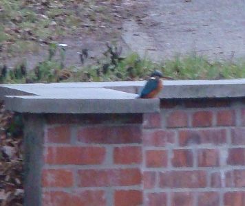 Eisvogel auf der St&uuml;tzwand zum Durchla&szlig; Jenfelder Allee in Hamburg