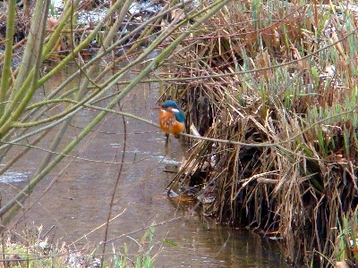 Eisvogel am Sandfang der Rahlau im Geb&uuml;ch