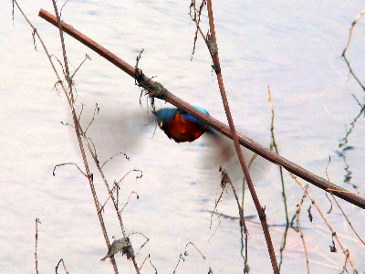 Eisvogel beim Abflug