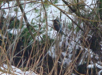 Eisvogel an der Rahlau N&auml;he Studio Hamburg