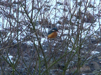Eisvogel an der Rahlau