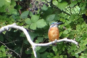 Eisvogel Wandse