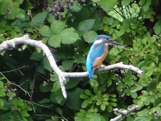 Eisvogel Wandse