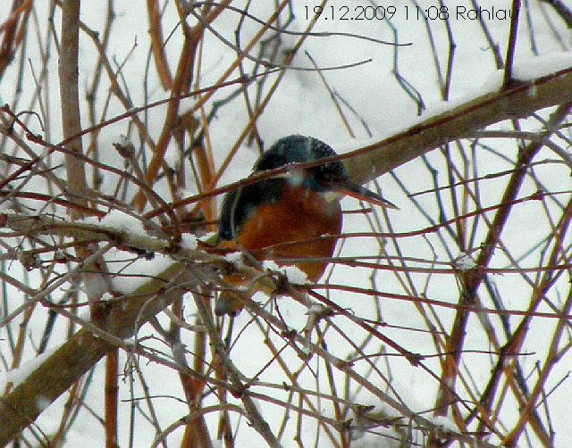 Eisvogel am Sandfang der Rahlau