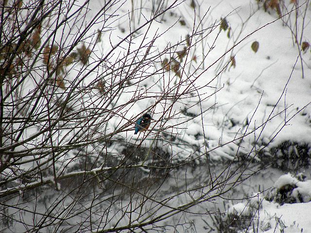 Eisvogel im Gebüsch am Sandfang der Rahlau in Hamburg