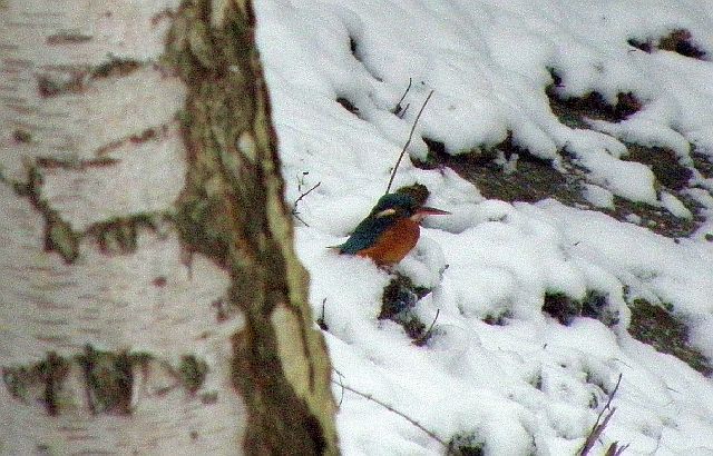 Eisvogel im Schnee am Ufer der Rahlau in Hamburg