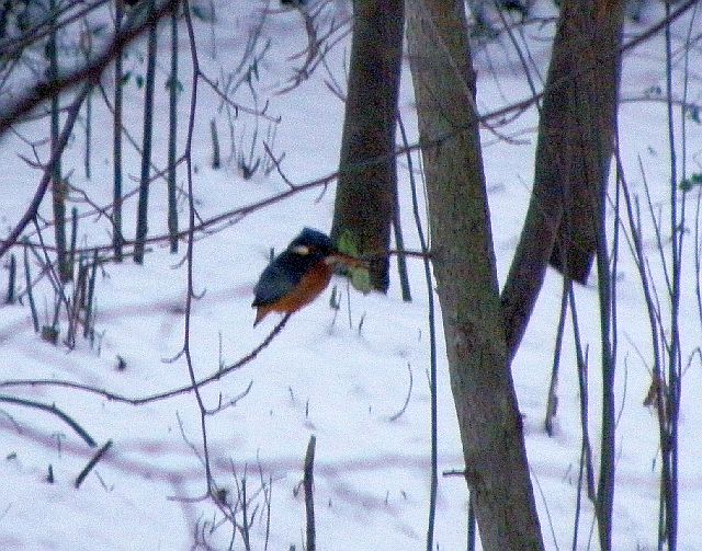Eisvogel am Ufer der Rahlau in Hamburg