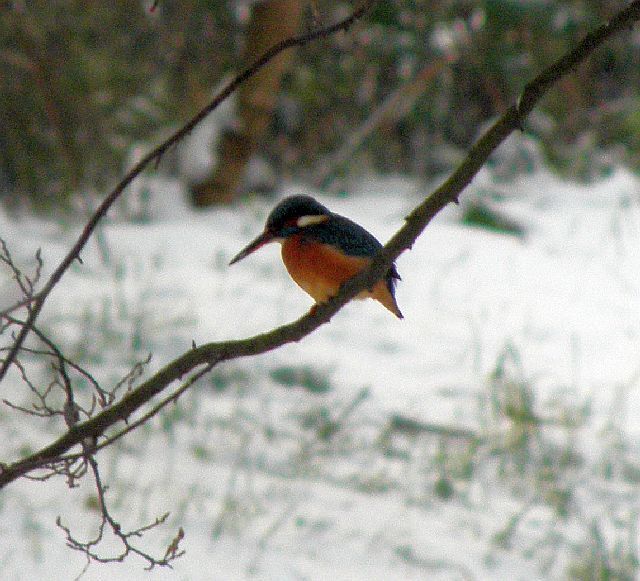 Eisvogel am Ufer der Rahlau in Hamburg