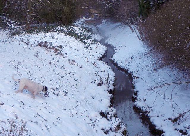 Die Rahlau im Schnee. Im Hintergrund steigt Nebel auf. Am linken Ufer schn&uuml;ffelt Toby