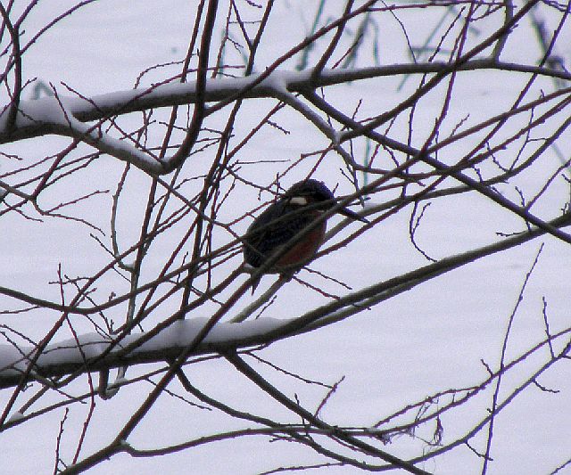 Erster Eisvogel im Ansitz am Sandfang der Rahlau