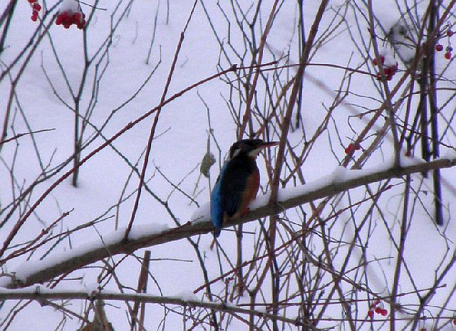 Zweiter Eisvogel im Ansitz am Sandfang der Rahlau