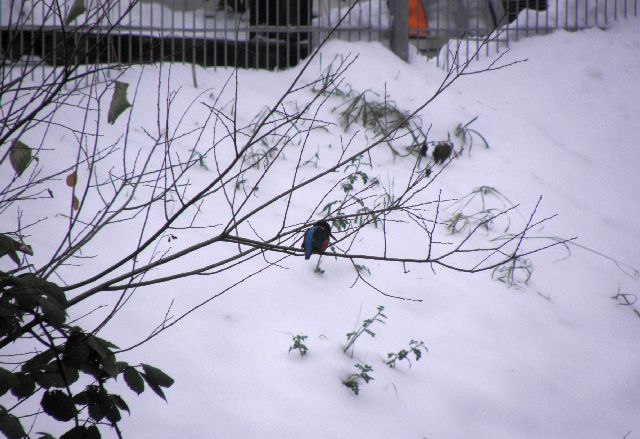 Eisvogel am Sandfang der Rahlau in Hamburg am 23.12.2009
