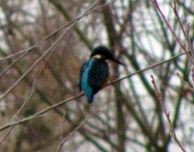 Eisvogel am Sandfang der Rahlau in Hamburg am 23.12.2009
