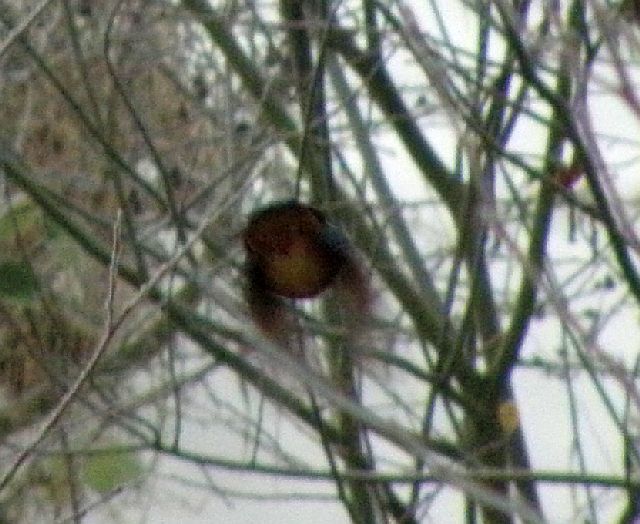 Aabfliegender Eisvogel Heiligabend am Sandfang der Rahlau in Hamburg