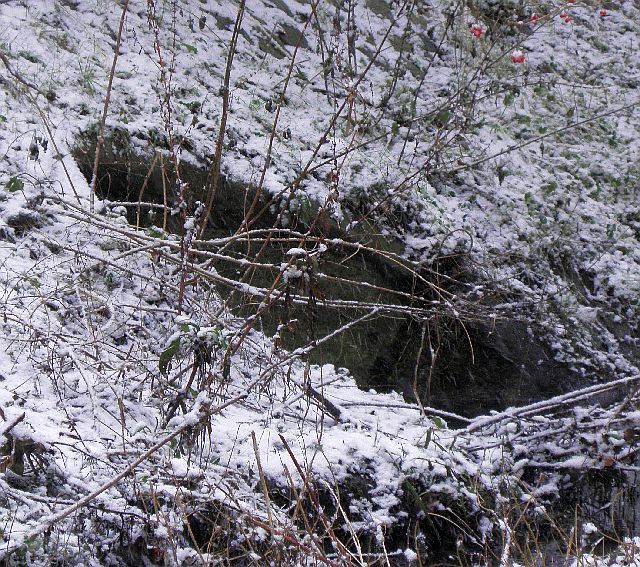 Eisvogel fliegt in diesen Einlauf hinein