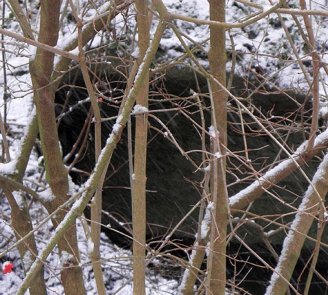 Eisvogel im sitzt in diesem Rohr, ist aber noch nicht zu sehen