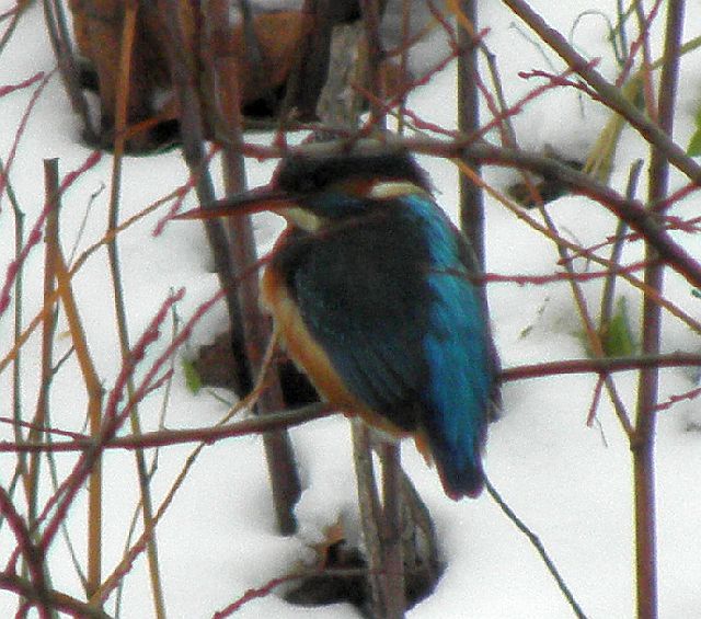 Eisvogel am Sandfang an der Rahlau