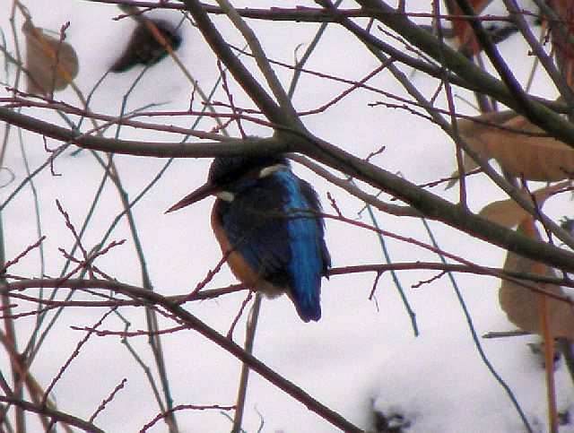 Eisvogel am Sandfang der Rahlau in Hamburg