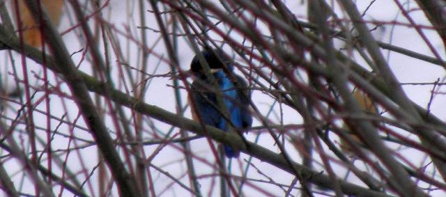 Eisvogel am Sandfang an der Rahlau