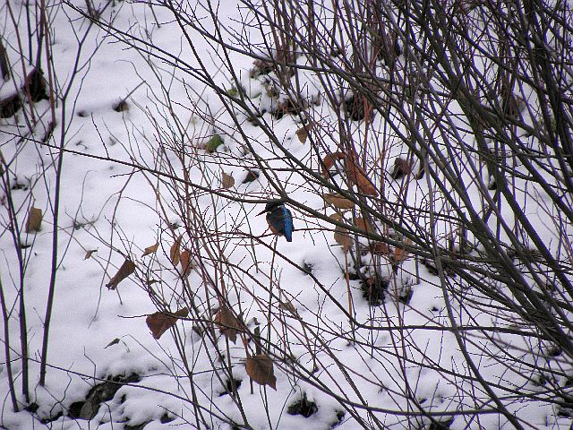 Eisvogel am Sandfang an der Rahlau