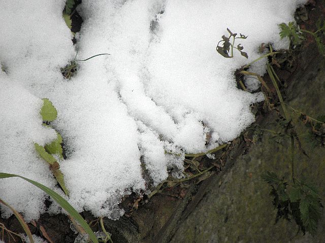 Spuren des Eisvogels im Schnee an der Rahlau