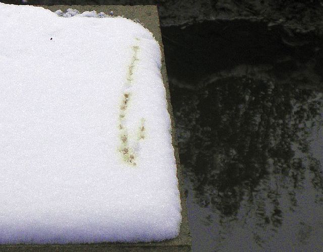 Kotspur des Eisvogels am Durchlaß der Jenfelder Allee in Hamburg