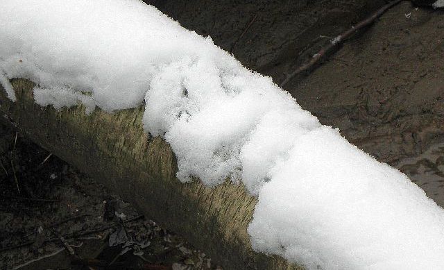 Eisvogelspuren im Schnee auf einer umgefallenen Birke &uuml;ber die Rahlau