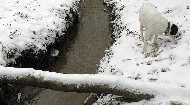 Eisvogelspuren im Schnee auf einer umgefallenen Birke &uuml;ber die Rahlau