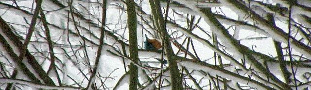 Eisvogel Spiegelung im Wasser