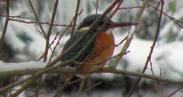 Eisvogel auf der Lauer an der Rahlau in Hamburg