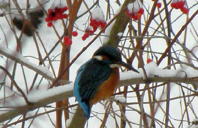 Eisvogel am Sandfang der Rahlau in Hamburg und Beeren im Schnee