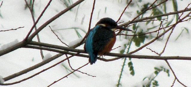Eisvogel im Ansitz im Schnee