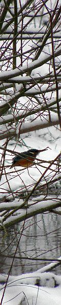 Eisvogel an der Rahlau