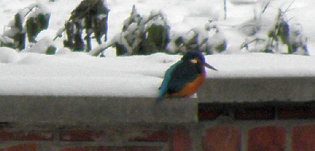 Eisvogel im Ansitz am durchla&szlig; Jenfelder Allee in Hamburg