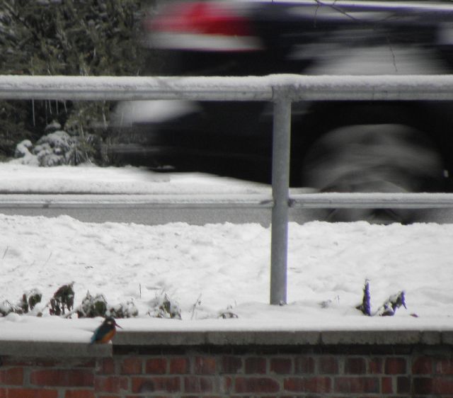 Eisvogel und Auto am Durchla&szlig; Jenfelder Allee