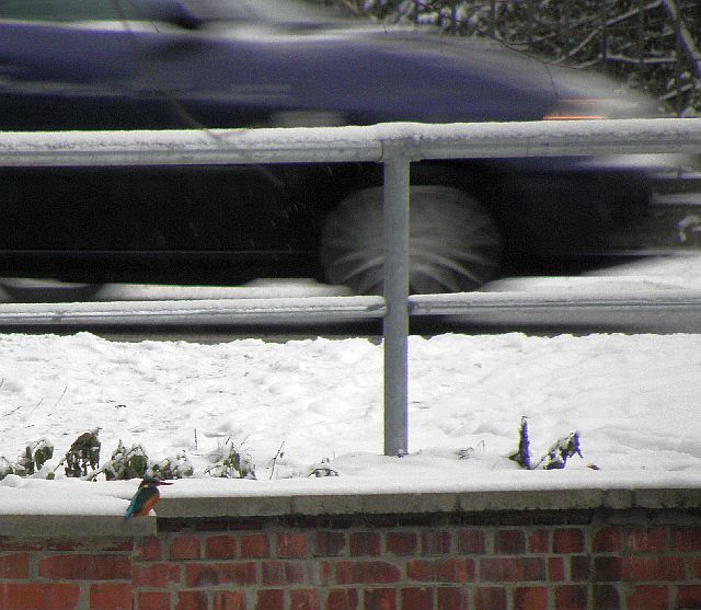 Eisvogel und Auto am Durchla&szlig; Jenfelder Allee