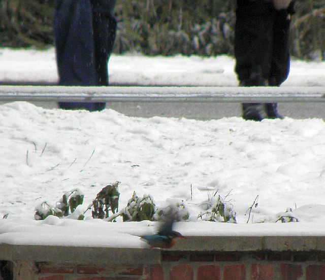 durch Fu&szlig;g&auml;nger gest&ouml;rter abfliegender Eisvogel am Durchla&szlig; Jenfelder Allee in Hamburg