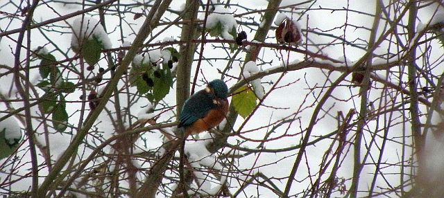 Eisvogel im Ansitz am Sandfang der Rahlau