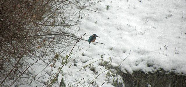 Eisvogel im Schnee an der Rahlau in Hamburg