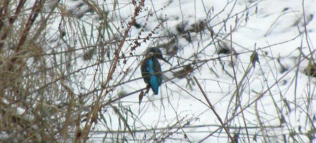 Eisvogel im Schnee an der Rahlau in Hamburg