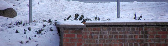 Eisvogel auf der St&uuml;tzwand f&uuml;r den Grabendurchla&szlig; der Rahlau an der Jenfelder Allee in Hamburg