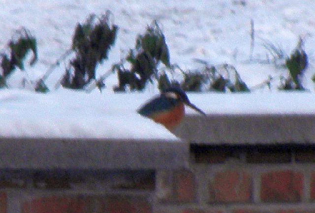 Eisvogel auf der St&uuml;tzwand f&uuml;r den Grabendurchla&szlig; der Rahlau an der Jenfelder Allee in Hamburg